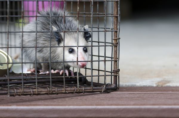Greeley Wildlife Removal