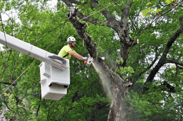 Greeley Tree Trimming