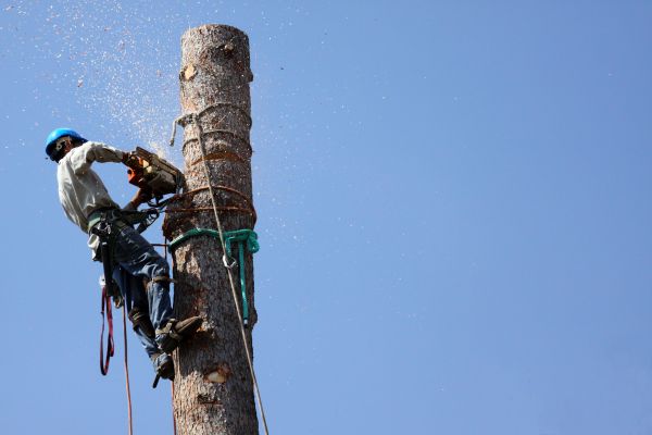Greeley Tree Removal